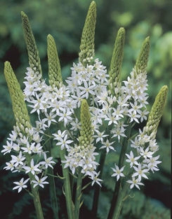 Ornithogalum Sochii (Magnum)